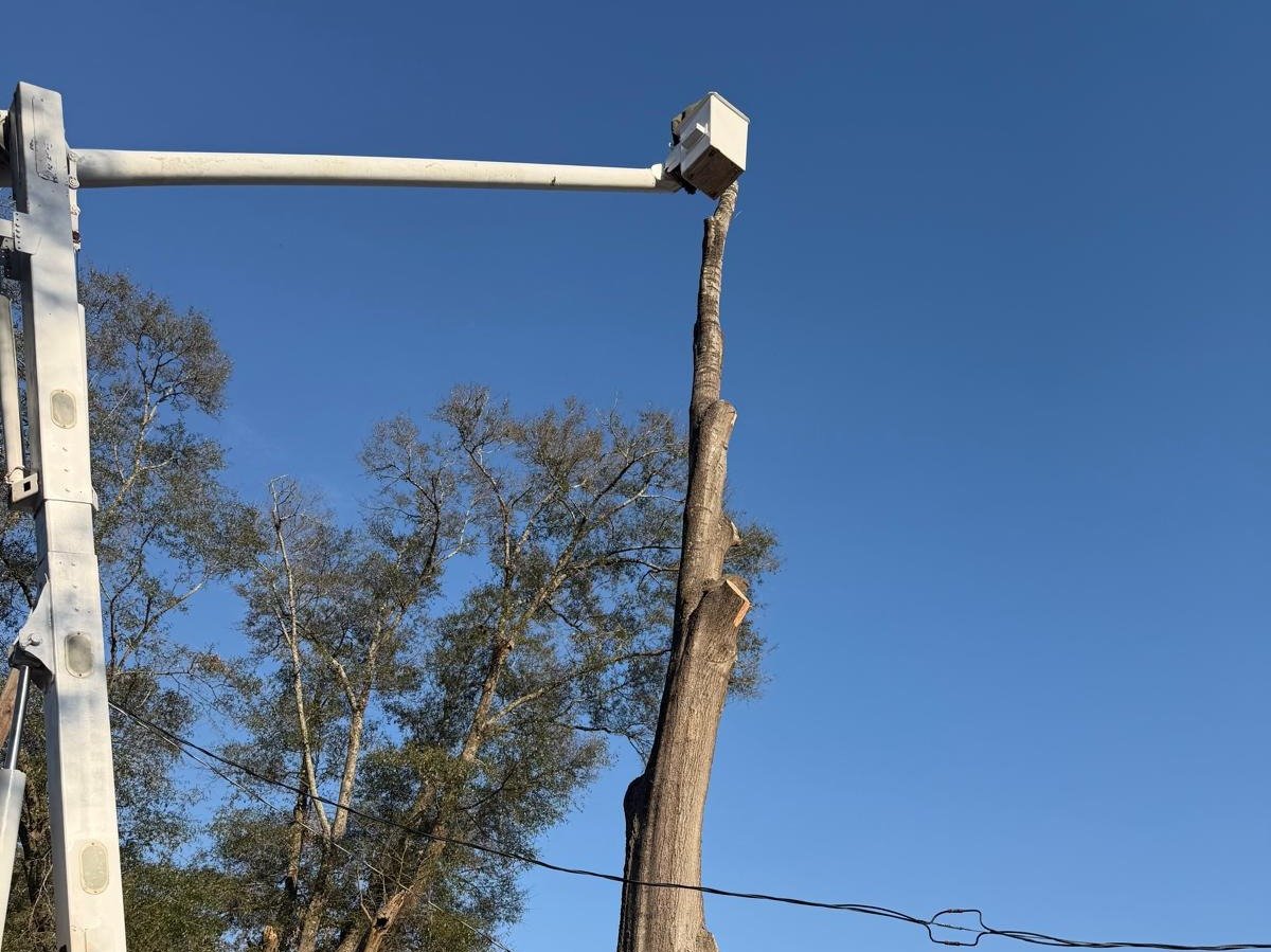 El Costeño Tree Service LLC